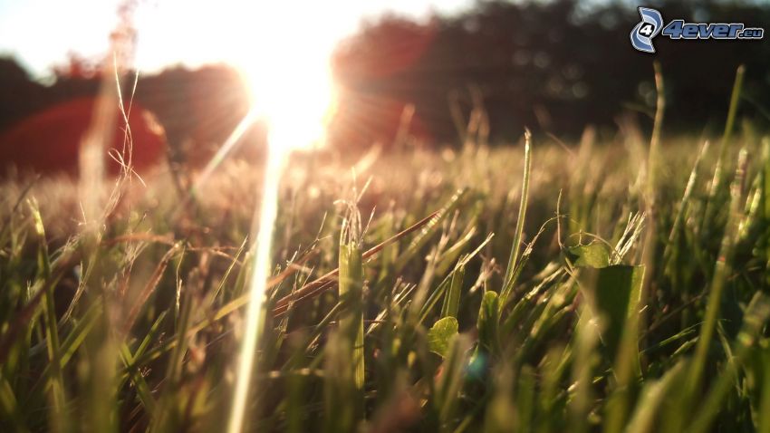 grass, sun