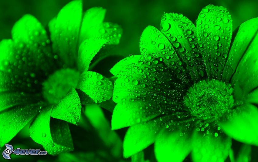 green flowers, dew flower