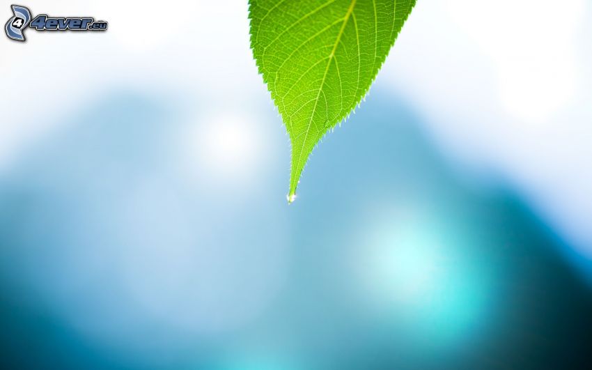 green leaf, drop of water