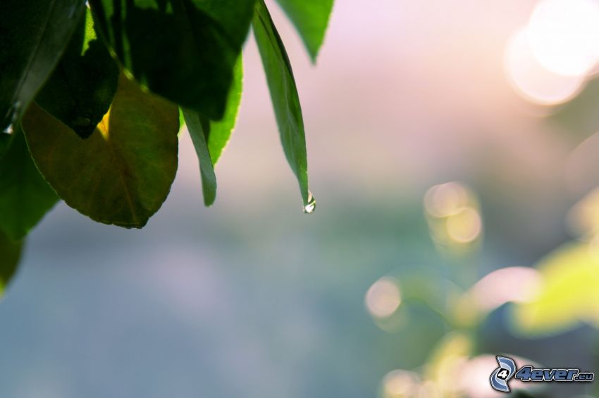 green leaves, drop of water