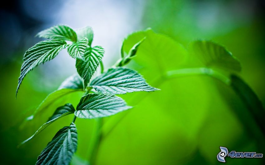 green leaves, mint