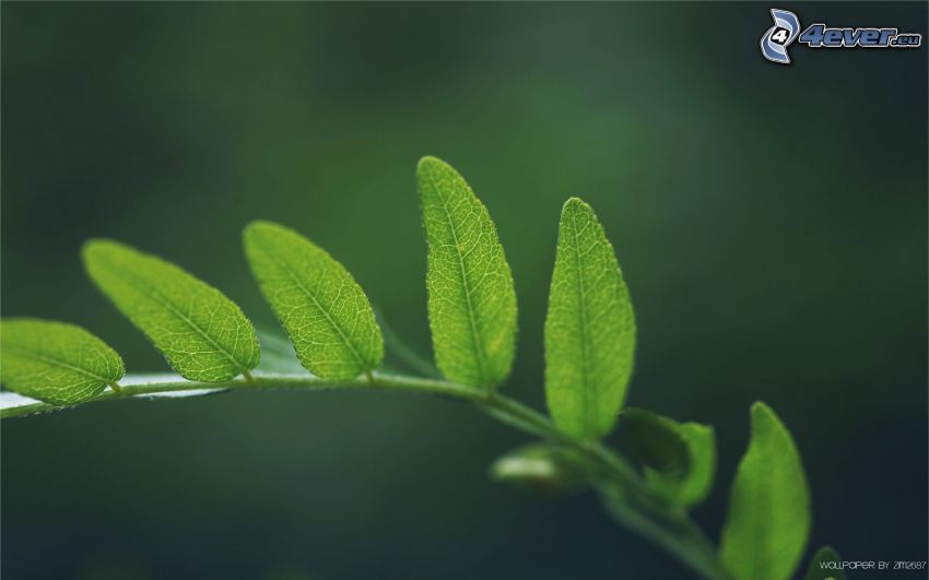 green leaves, stem