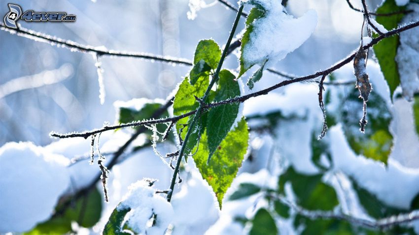 green leaves, twig, snow