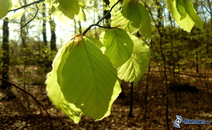 green leaves, twig
