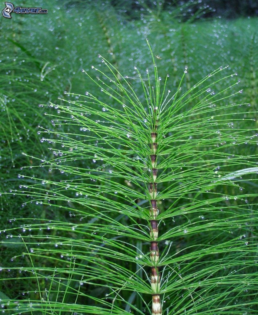 horsetail, drops of water
