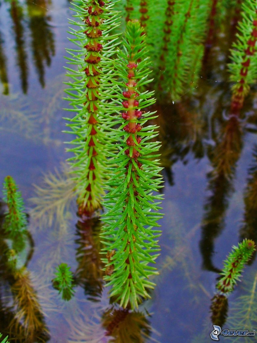 horsetail, water surface, reflection