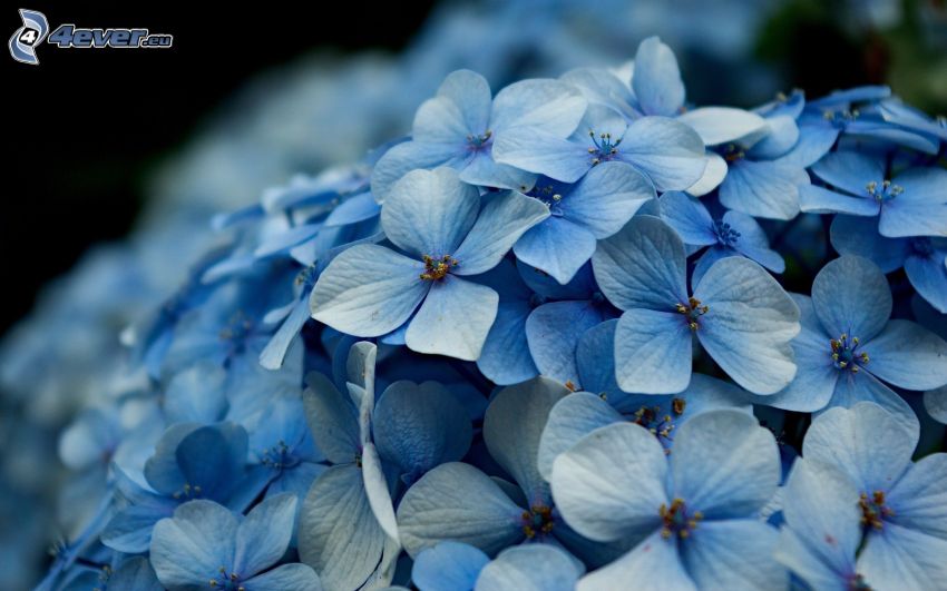 hydrangea, blue flowers
