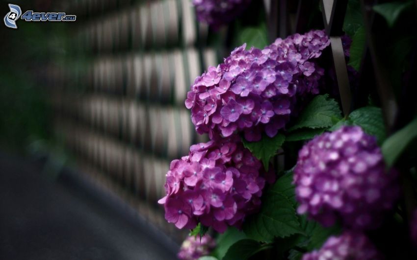 hydrangea, purple flowers