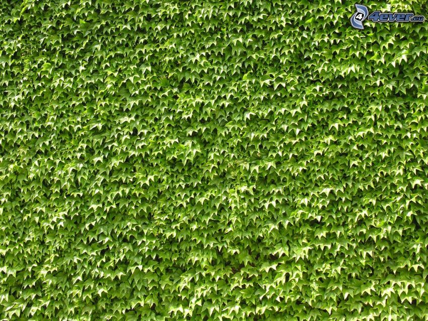 ivy, green leaves