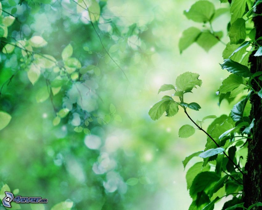 ivy, greenery