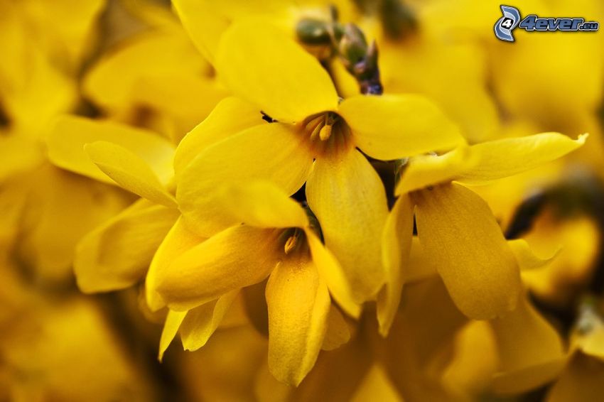 laburnum, yellow flowers