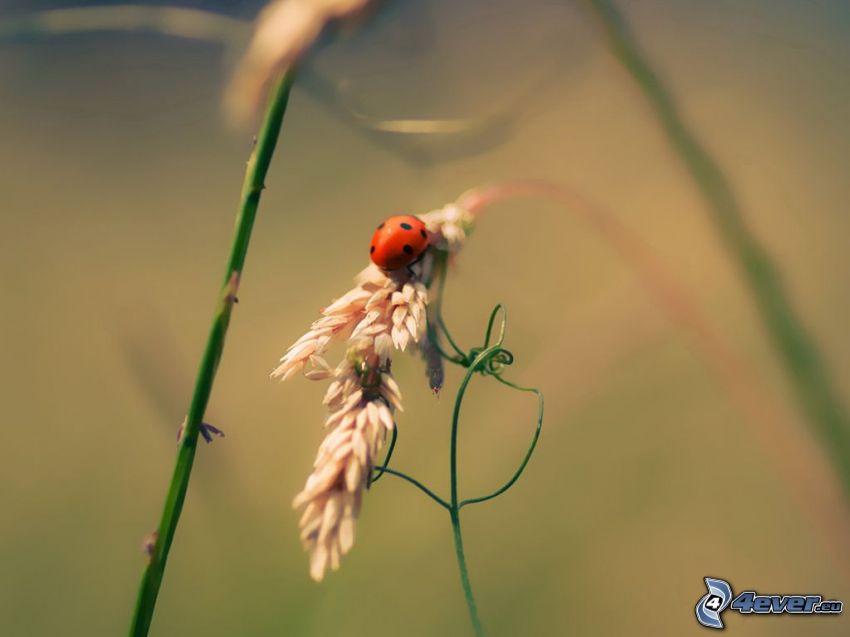 ladybug, blades of grass