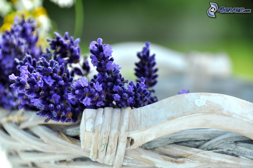 lavender, blue flowers, basket