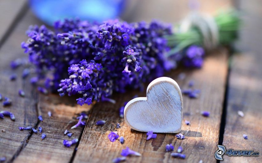 lavender, heart