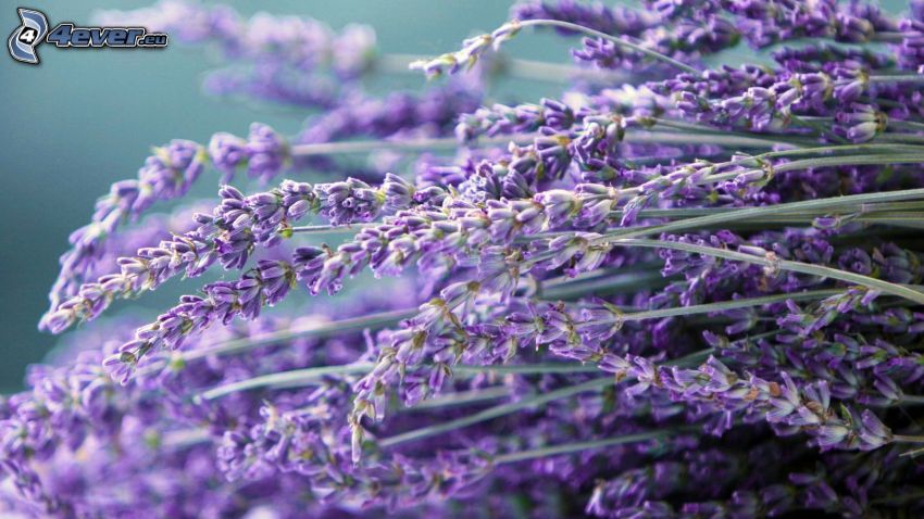 lavender, purple flowers