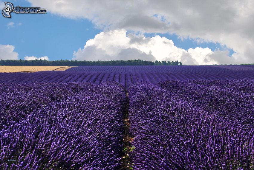 lavender field, clouds