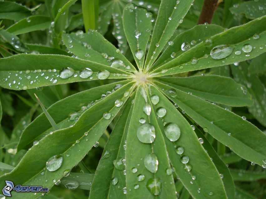 leaf, dew, drops, water, plant