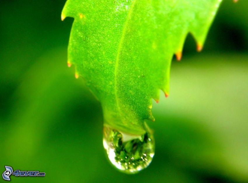 leaf, drop of water