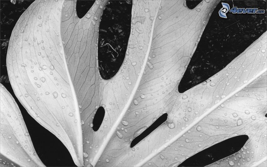 leaf, drops of water, black and white