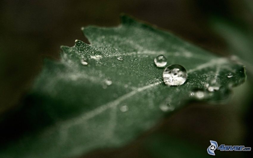 leaf, drops of water