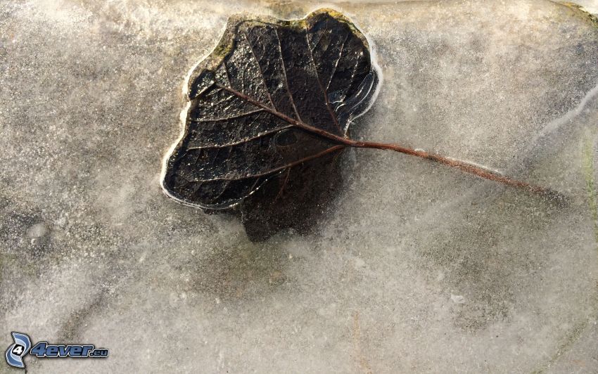 leaf, ice