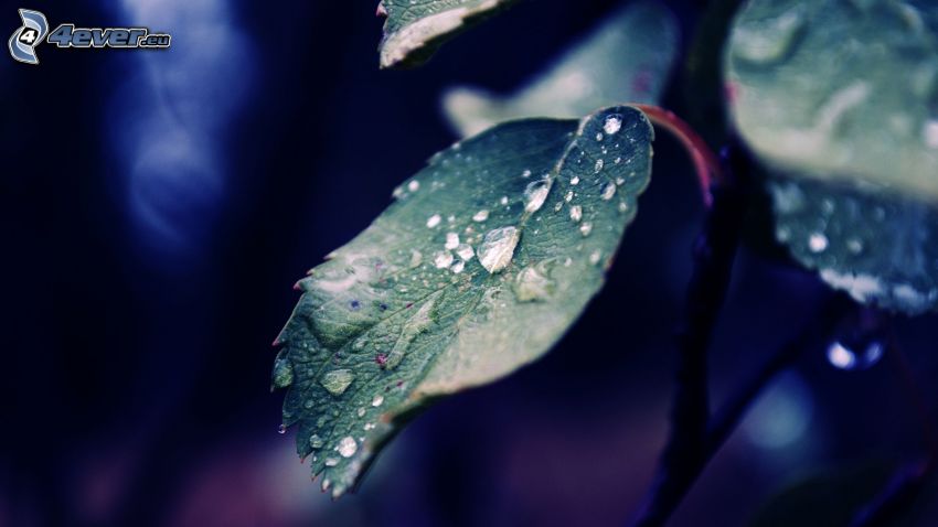 leaves, drops of water