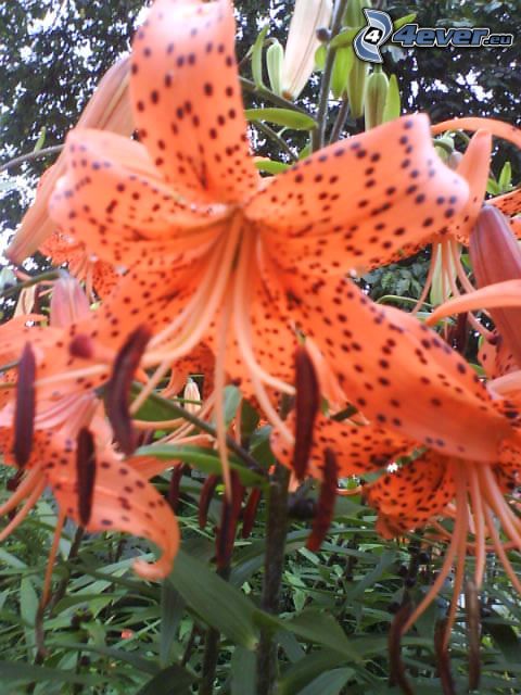 lily, flower