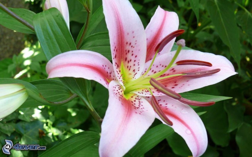 lily, green leaves