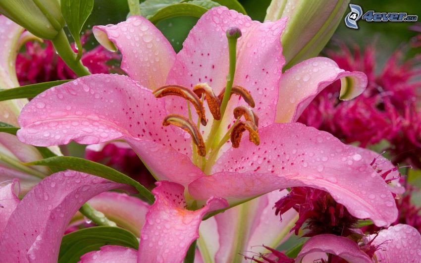 lily, pink flowers