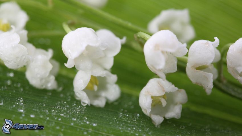 lily of the valley, dew-covered leaves
