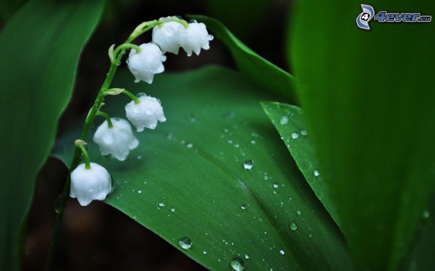 lily of the valley, drops of water