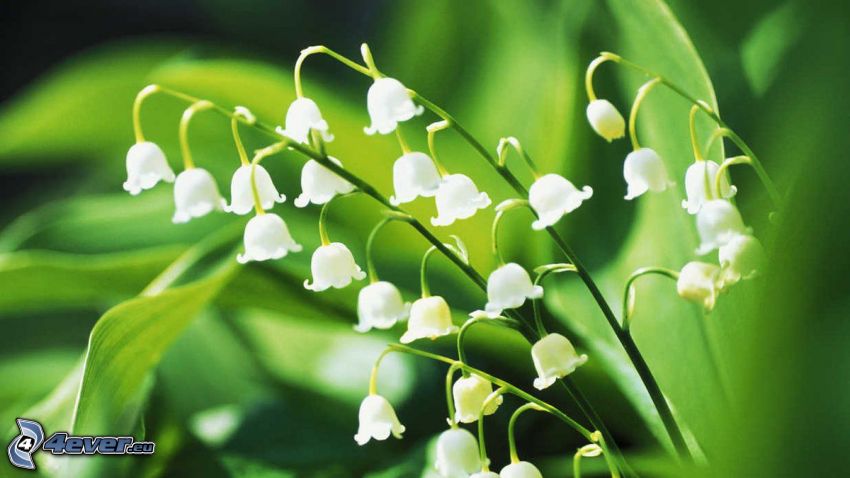 lily of the valley, green leaves