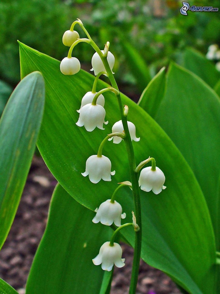 lily of the valley, green leaves