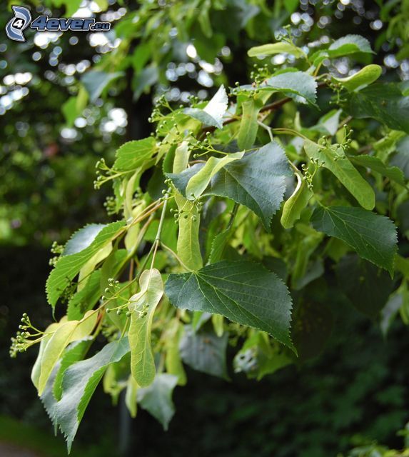 linden, green leaves, branch