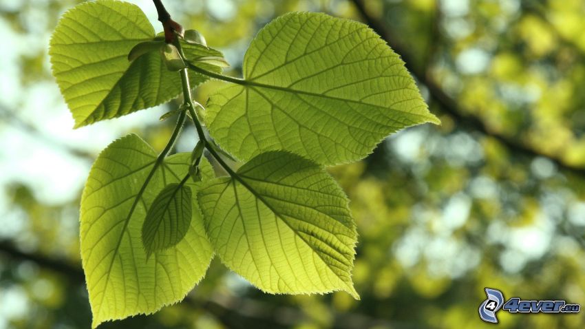 linden, leaves, green leaves, branch