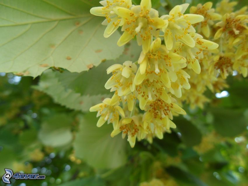 linden, yellow flowers