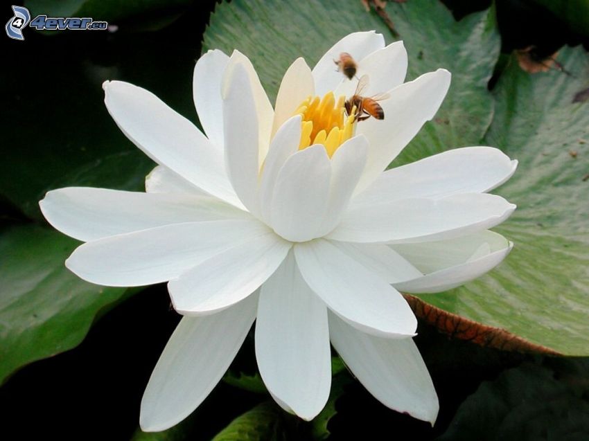 lotus flower, bees