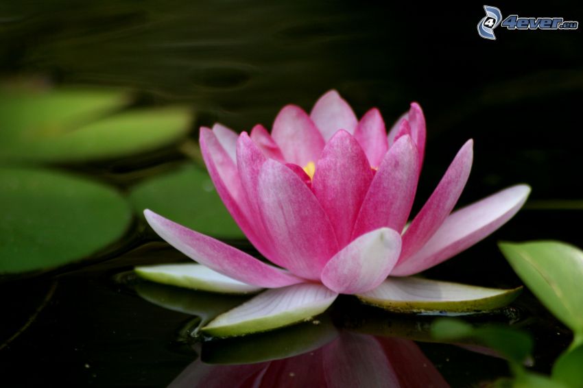 lotus flower, pink flower, water lilies