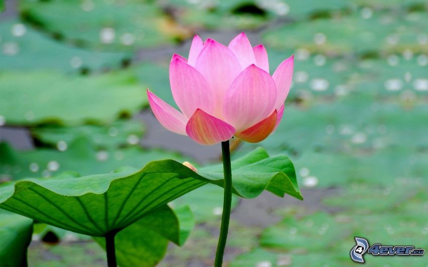 lotus flower, pink flower, water lilies