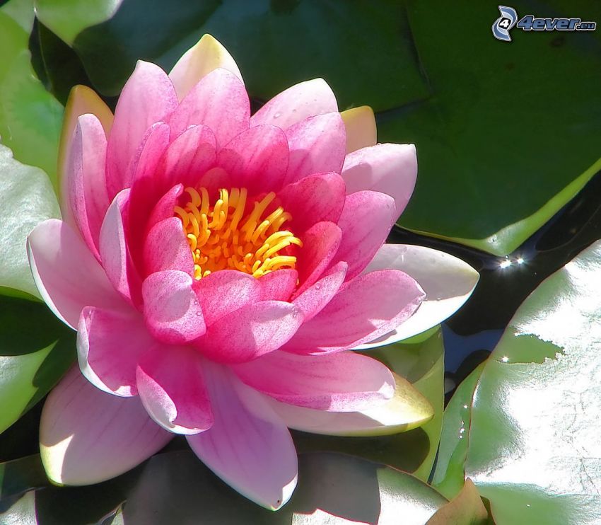 lotus flower, pink flower