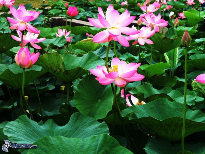 lotus flower, pink flowers
