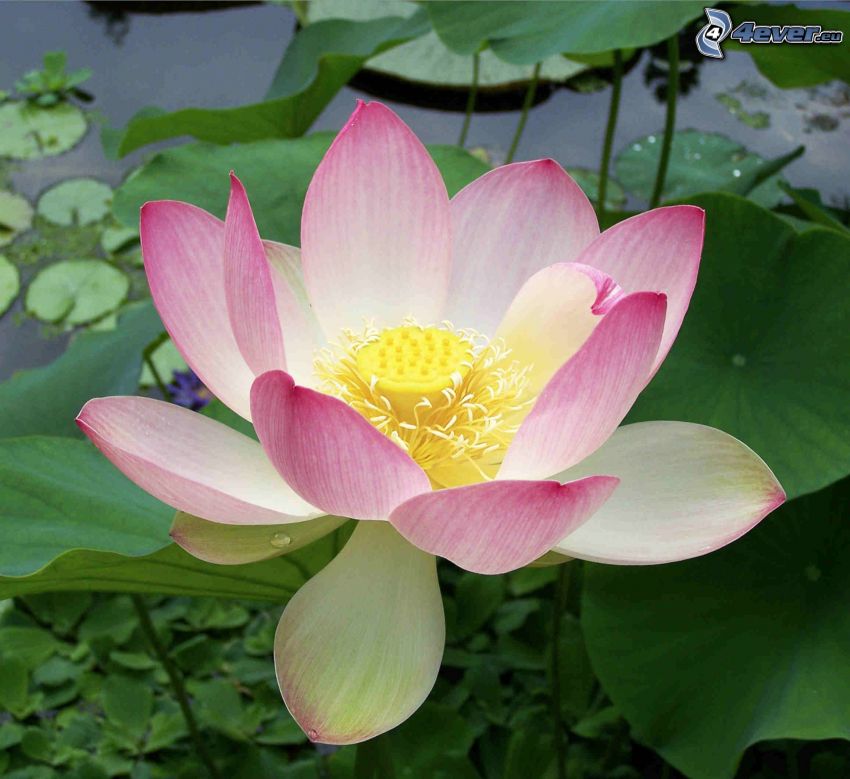 lotus flower, water lilies