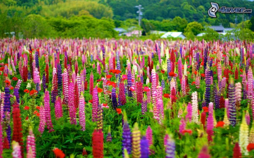 lupins, meadow