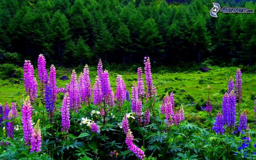 lupins, pink flowers, coniferous forest