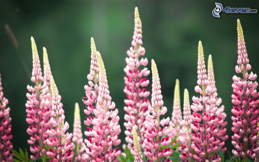 lupins, pink flowers