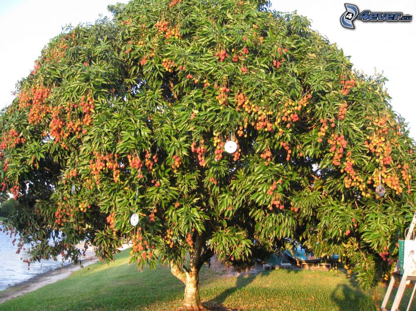 lychees, tree