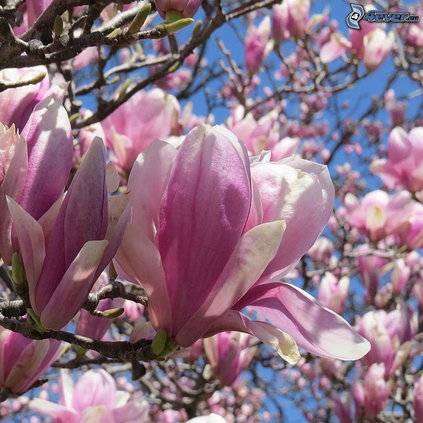 magnolia, pink flower
