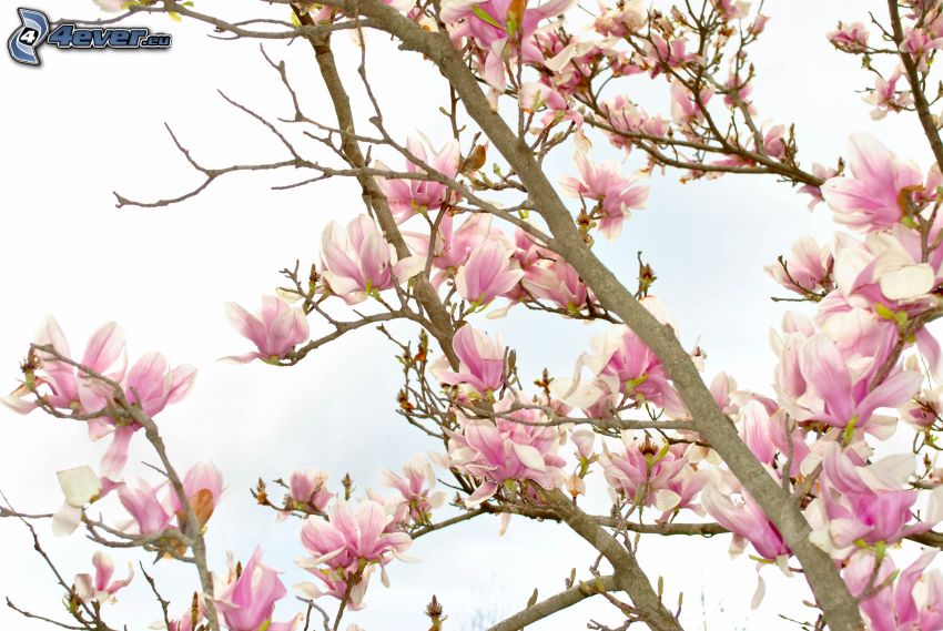 magnolia, pink flowers