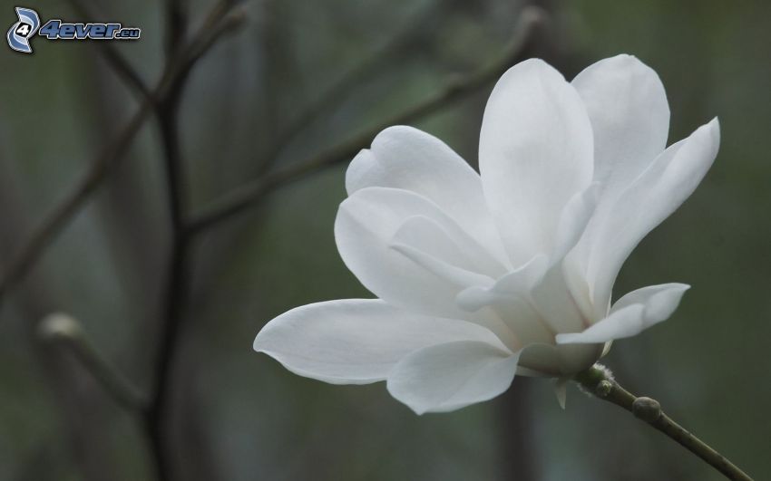 magnolia, white flower, twig