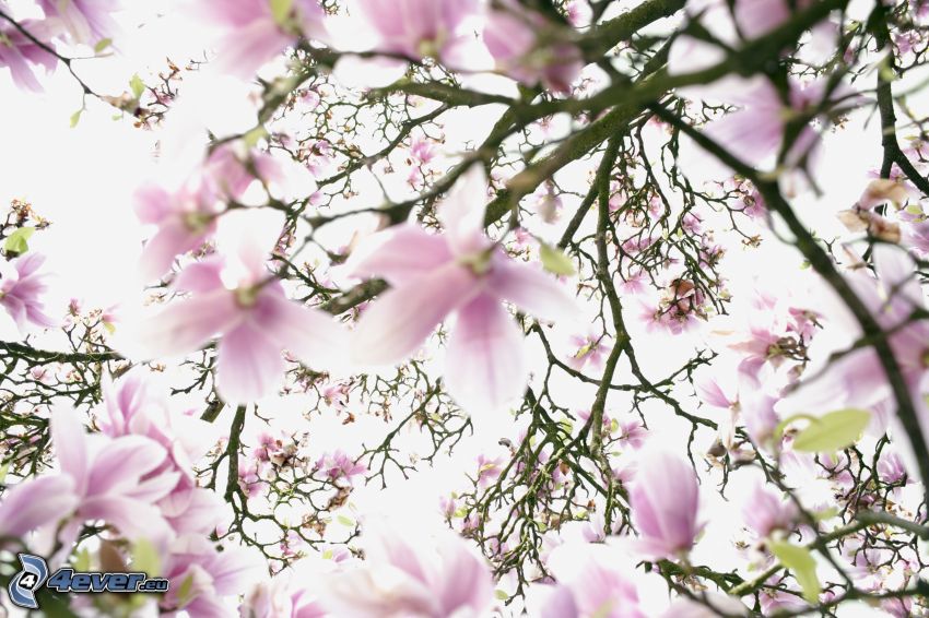 magnolia, white flowers, pink flowers, branches